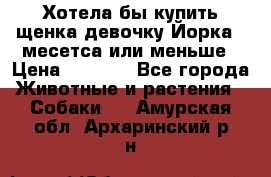 Хотела бы купить щенка девочку Йорка 2 месетса или меньше › Цена ­ 5 000 - Все города Животные и растения » Собаки   . Амурская обл.,Архаринский р-н